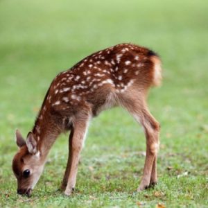 Obavijest KJU za zaštićena područja KS