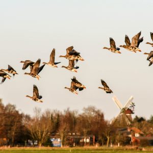 O lovu na divlje patke iz prve ruke